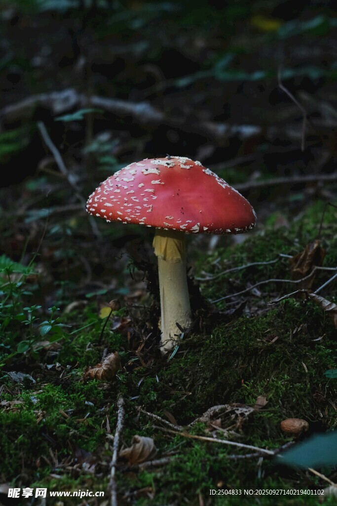 森林中的红色蘑菇