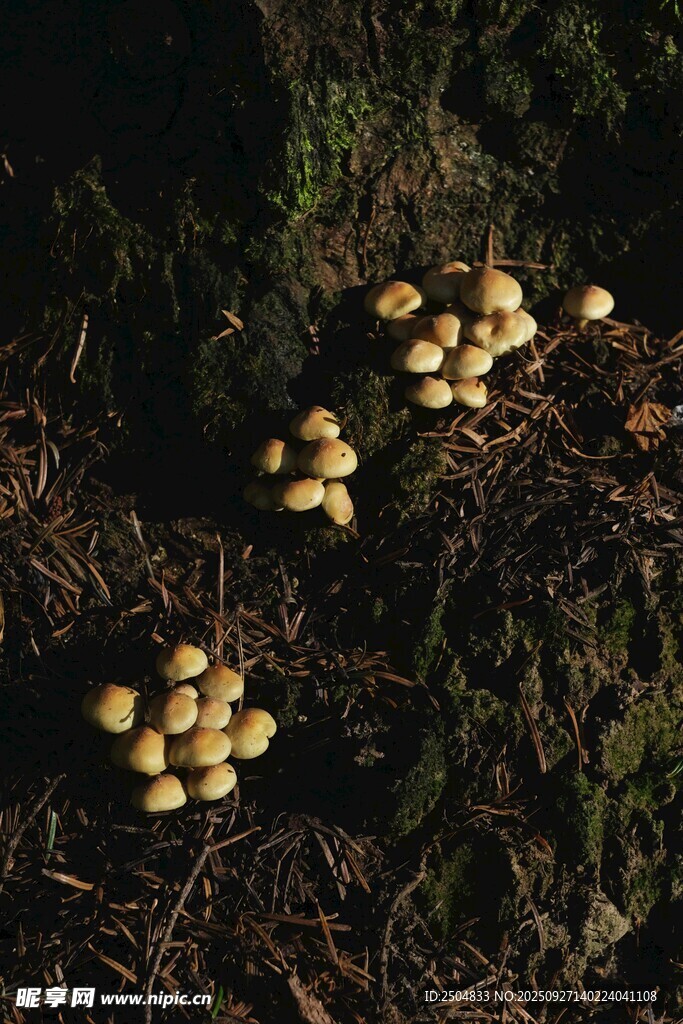 林间生长的簇簇小蘑菇