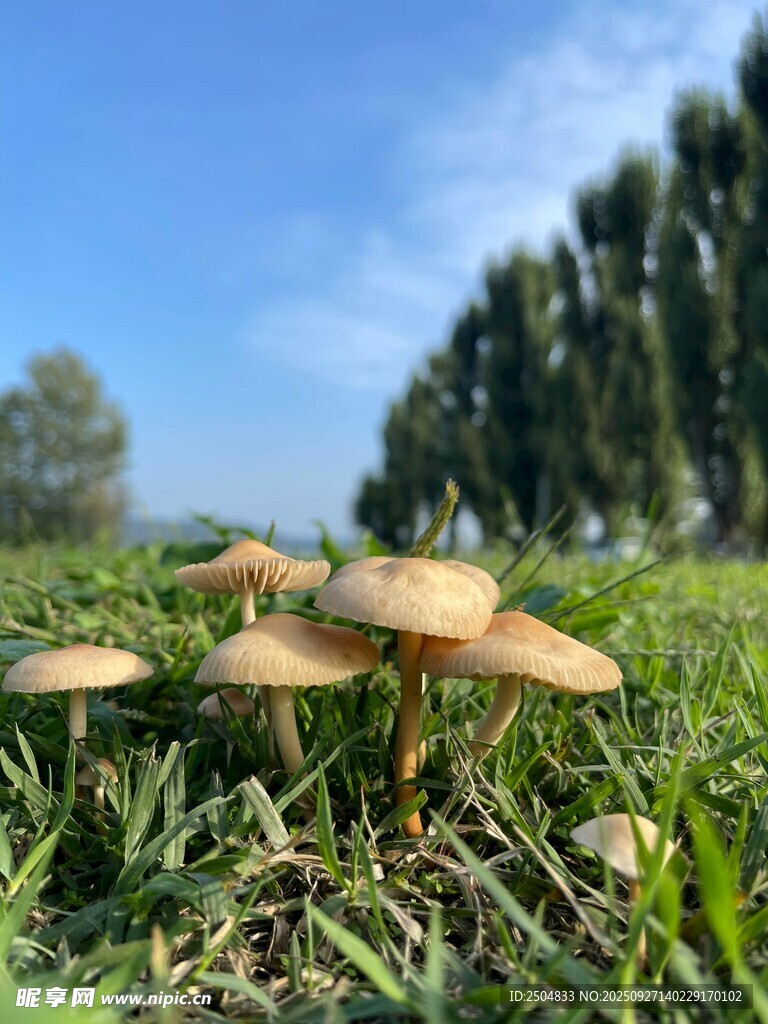 草地上的蘑菇群