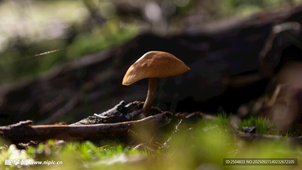 林间小蘑菇