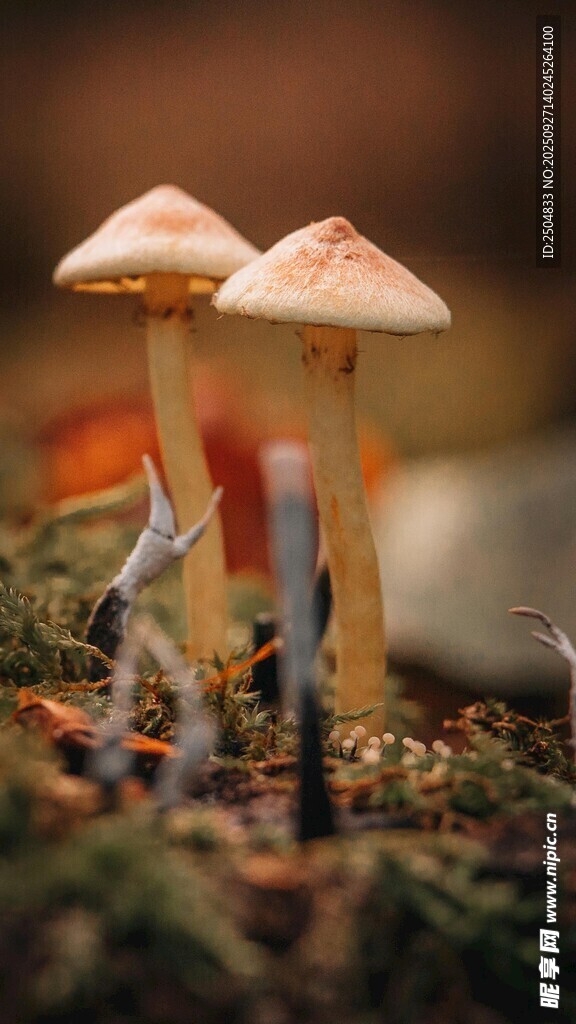 林间双生小蘑菇