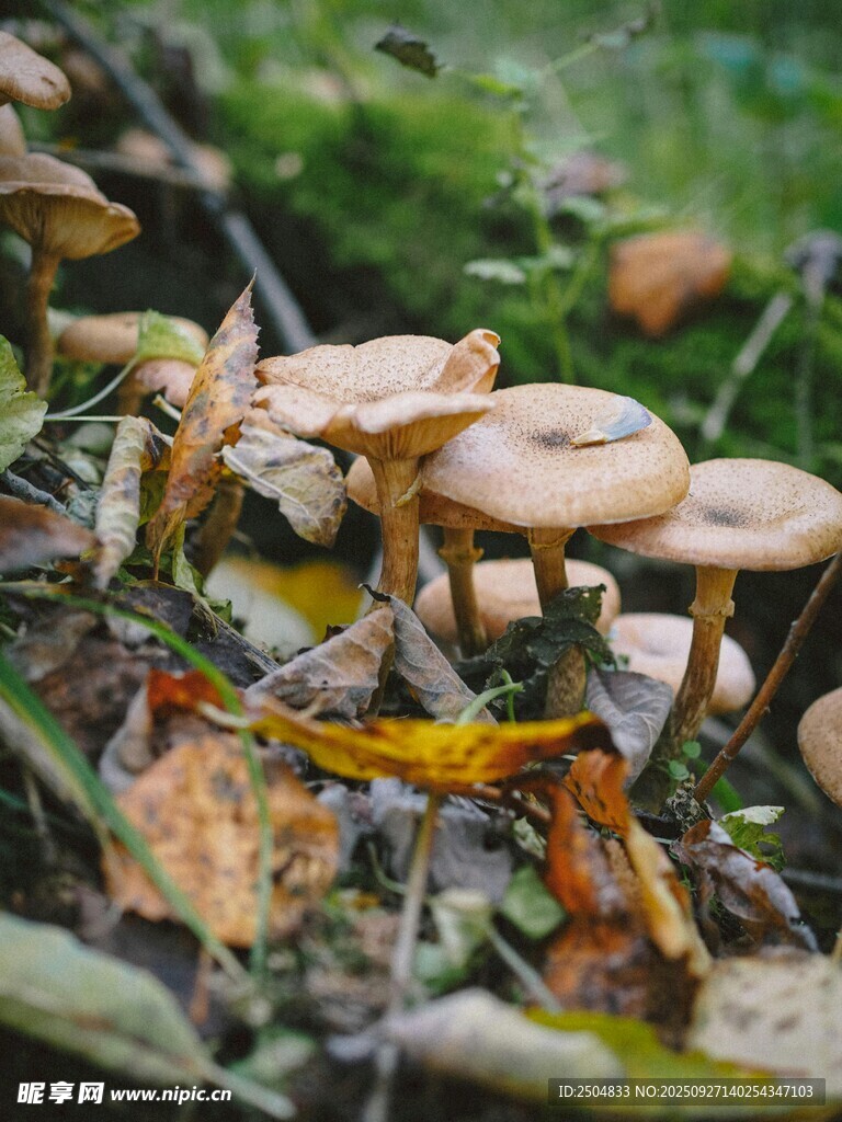 森林中的蘑菇群