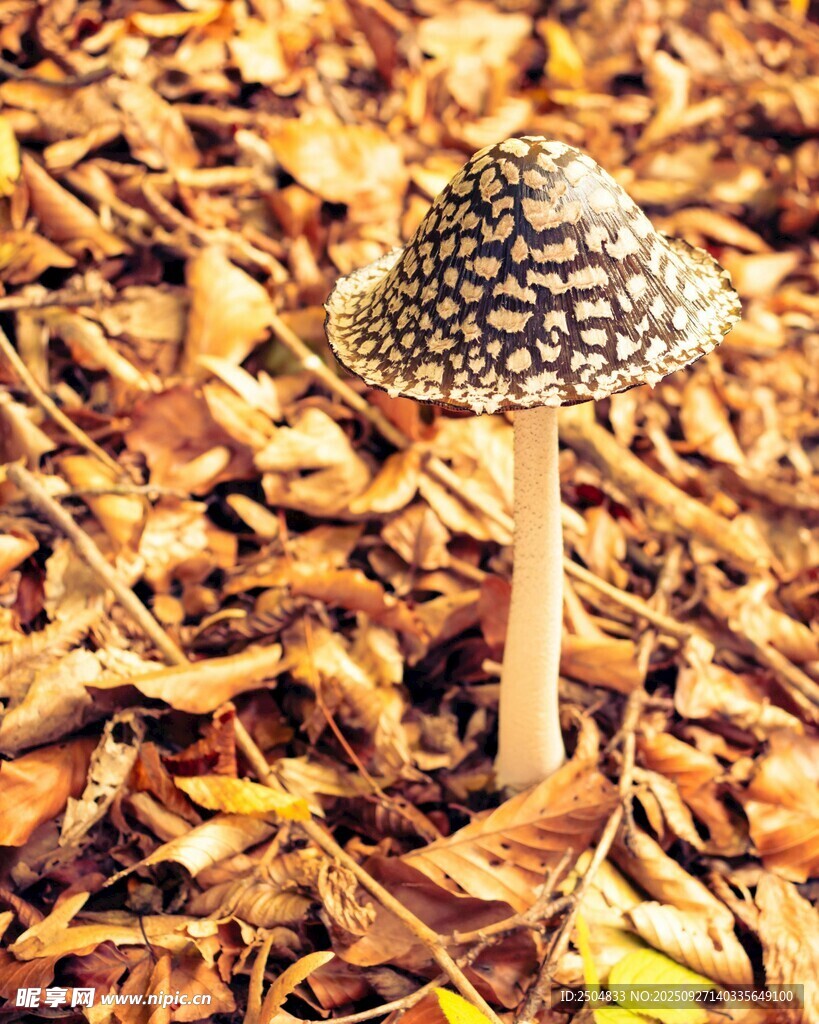 落叶中生长的斑点蘑菇