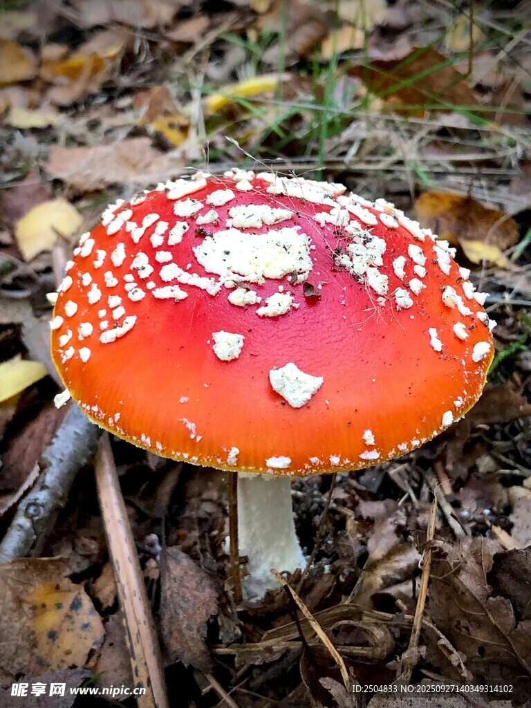 橙红斑点蘑菇生长于林间