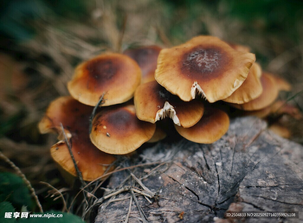木头上的簇生棕色蘑菇