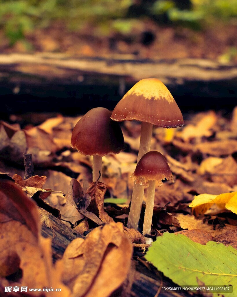 林间落叶中的蘑菇