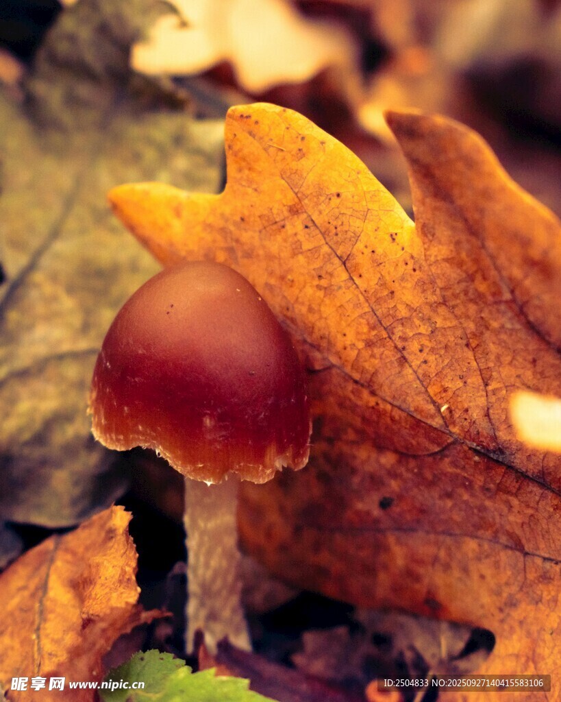 落叶中的红蘑菇