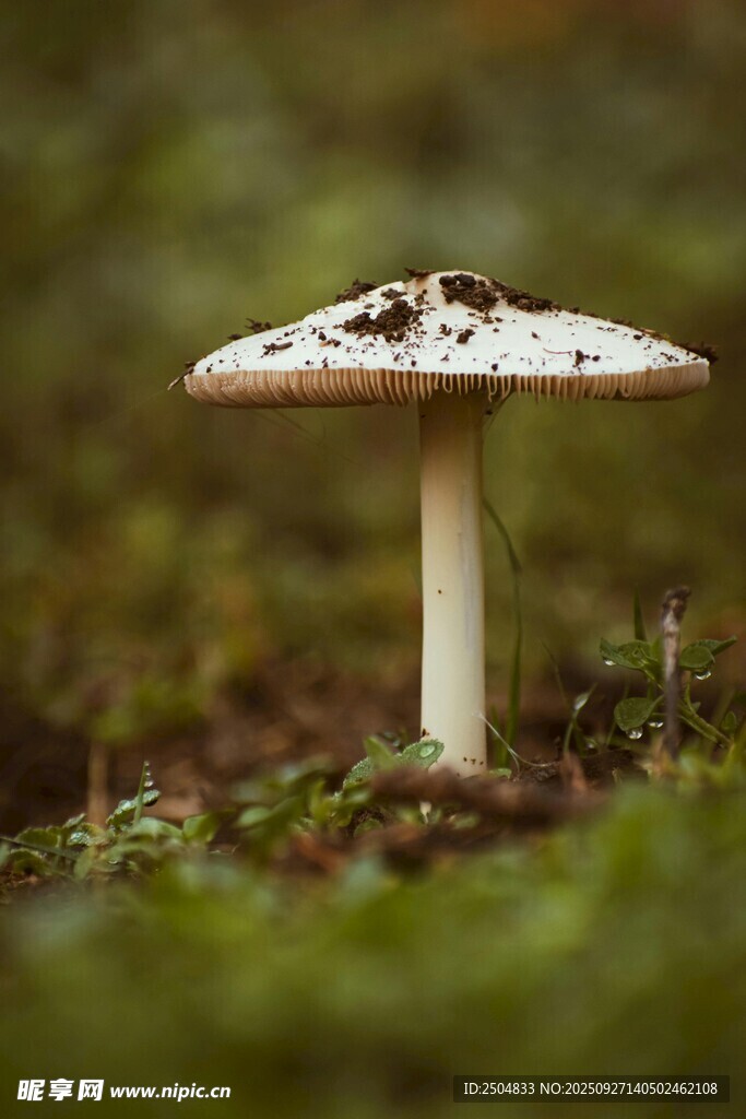 森林中的白色蘑菇