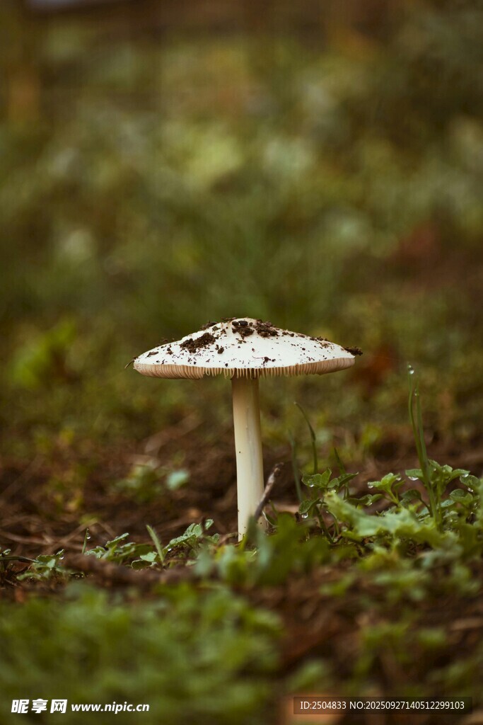 草地上的白色小蘑菇