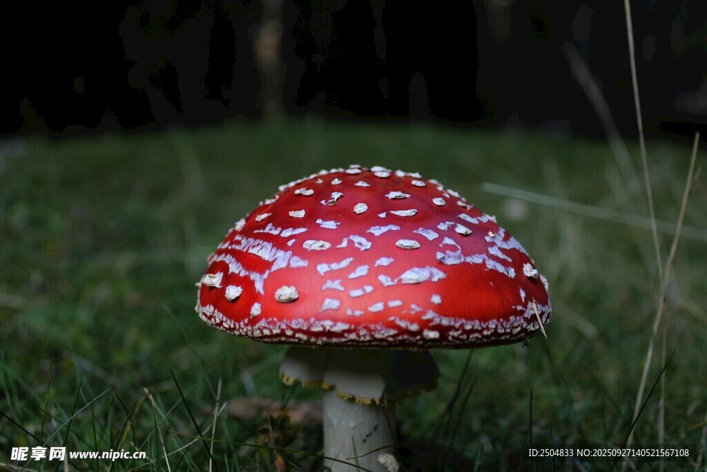 草地上的红色斑点蘑菇