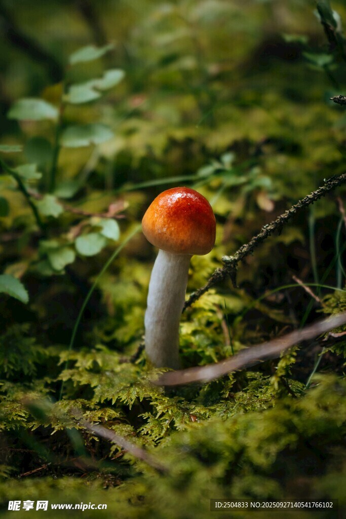 森林中鲜艳的蘑菇