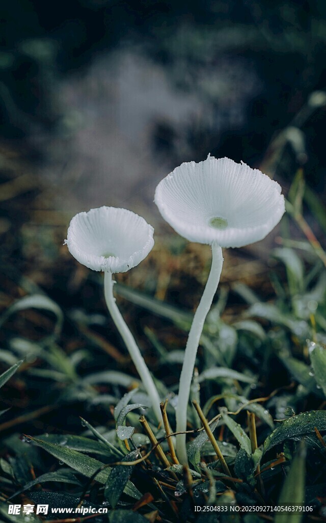 三朵白花绽于绿植间
