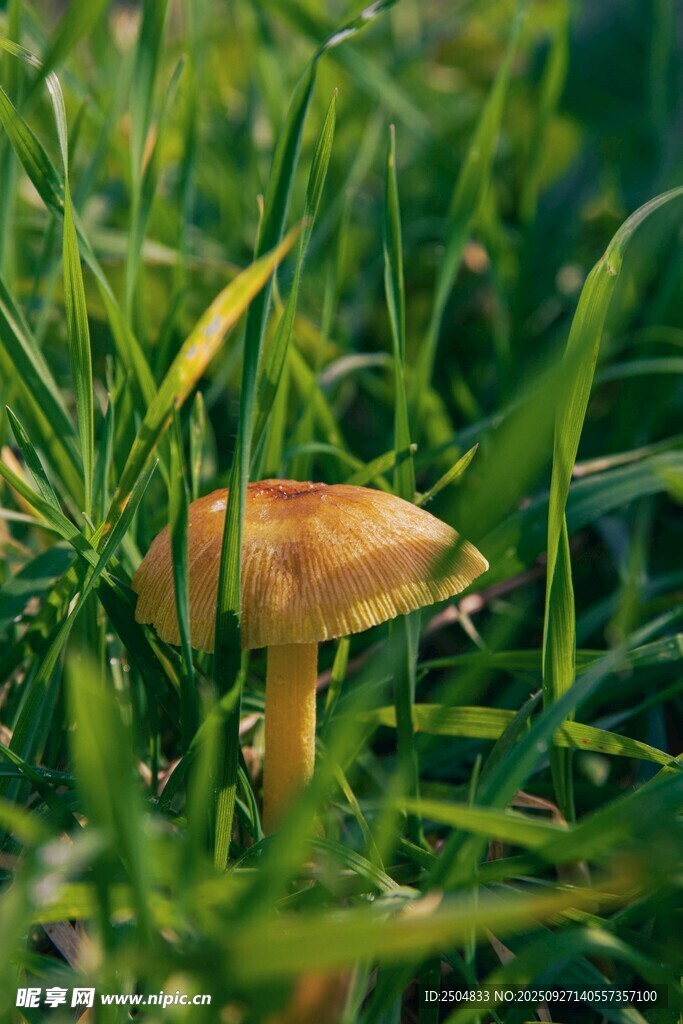 草丛中的蘑菇