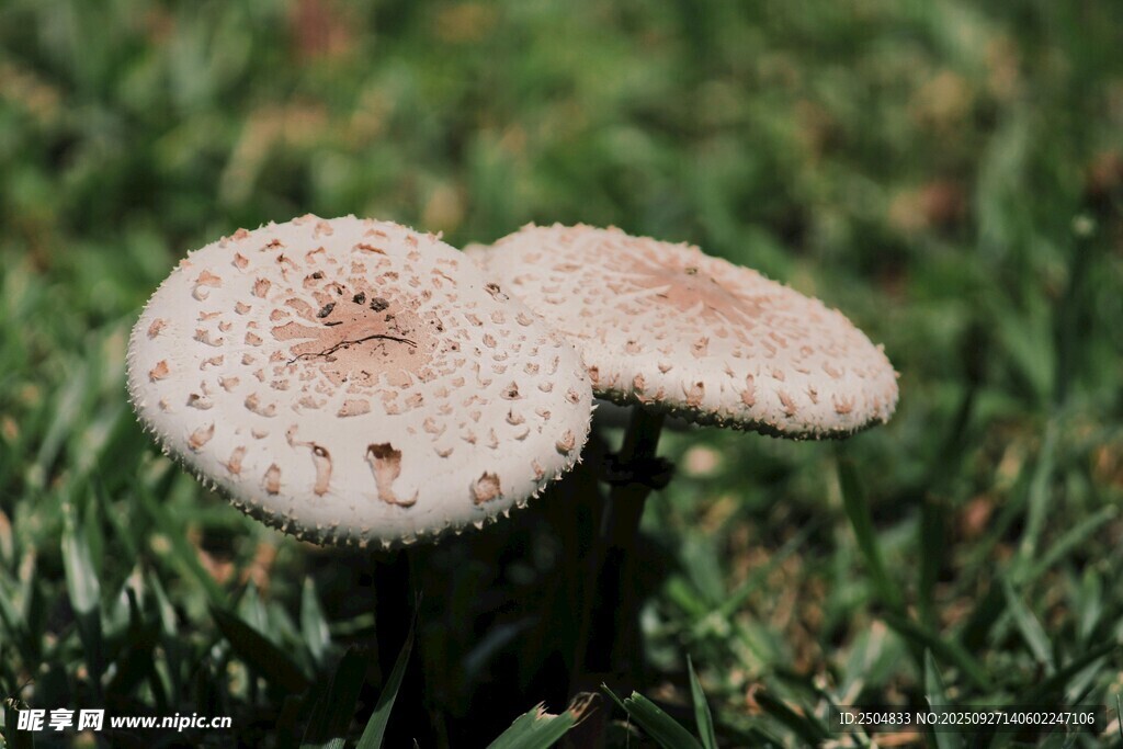 草地上的双生蘑菇