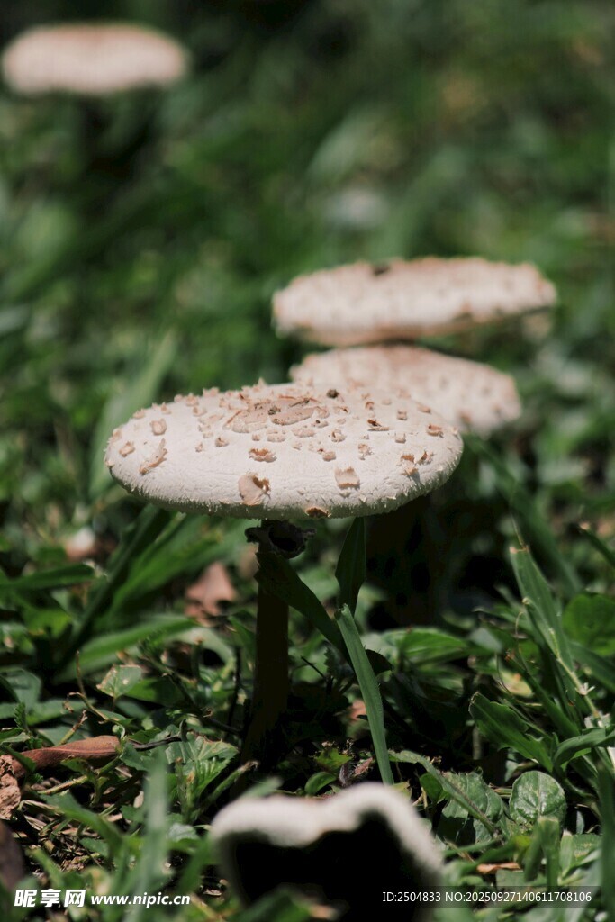 草地上的几朵白色蘑菇
