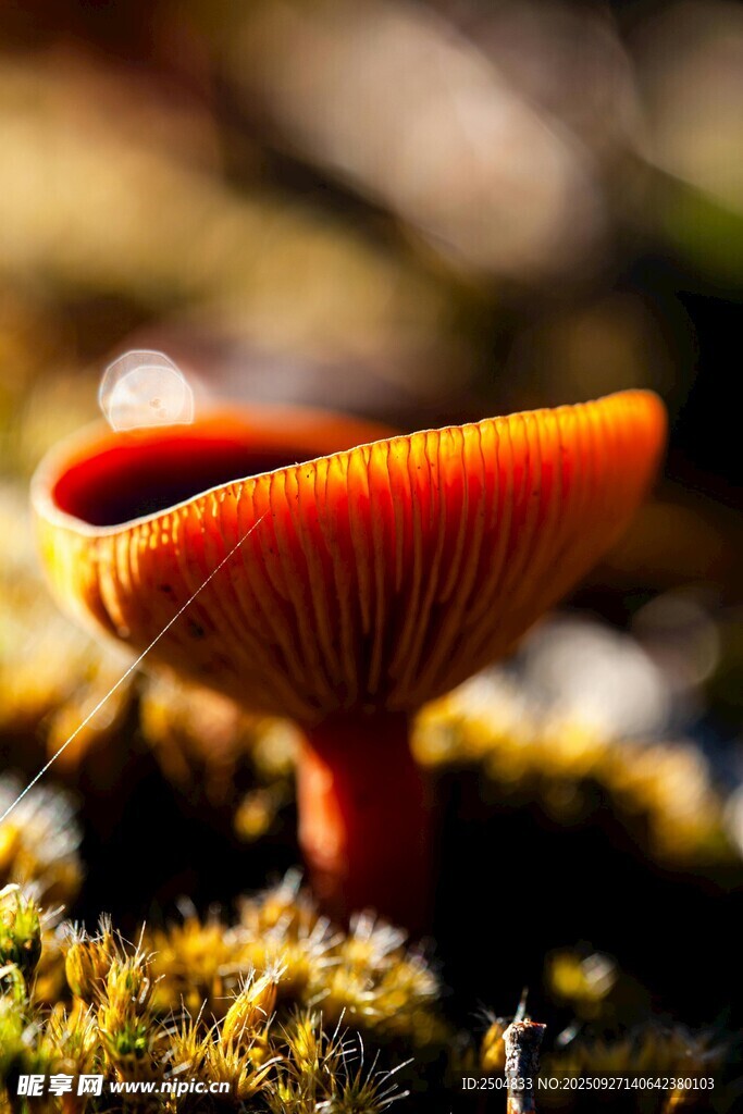 橙红色蘑菇生长于苔藓间