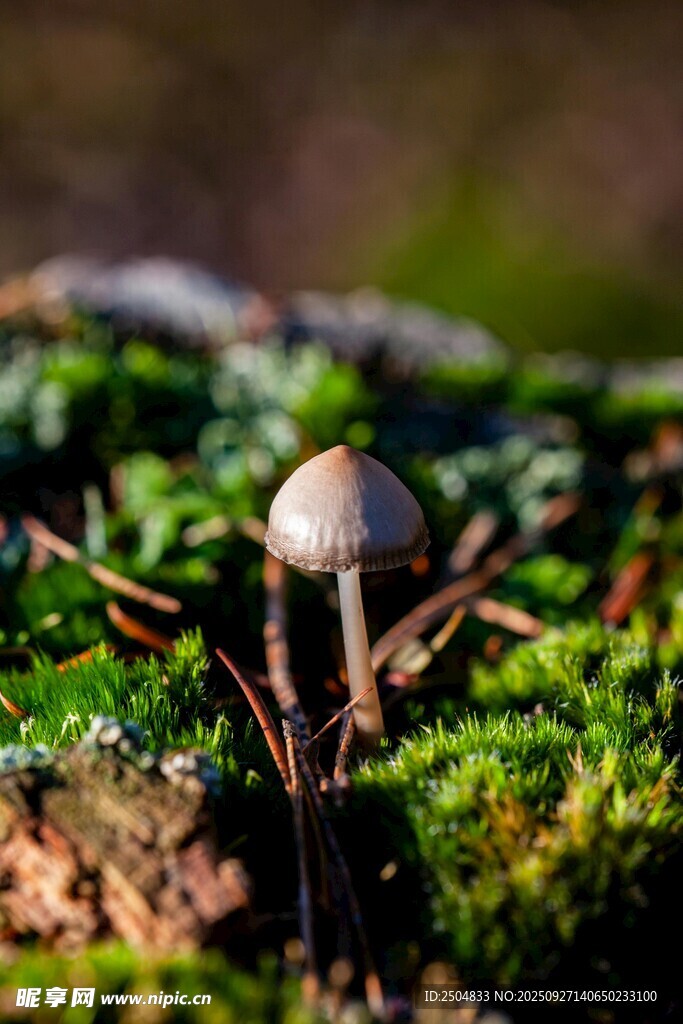 草地上的小蘑菇
