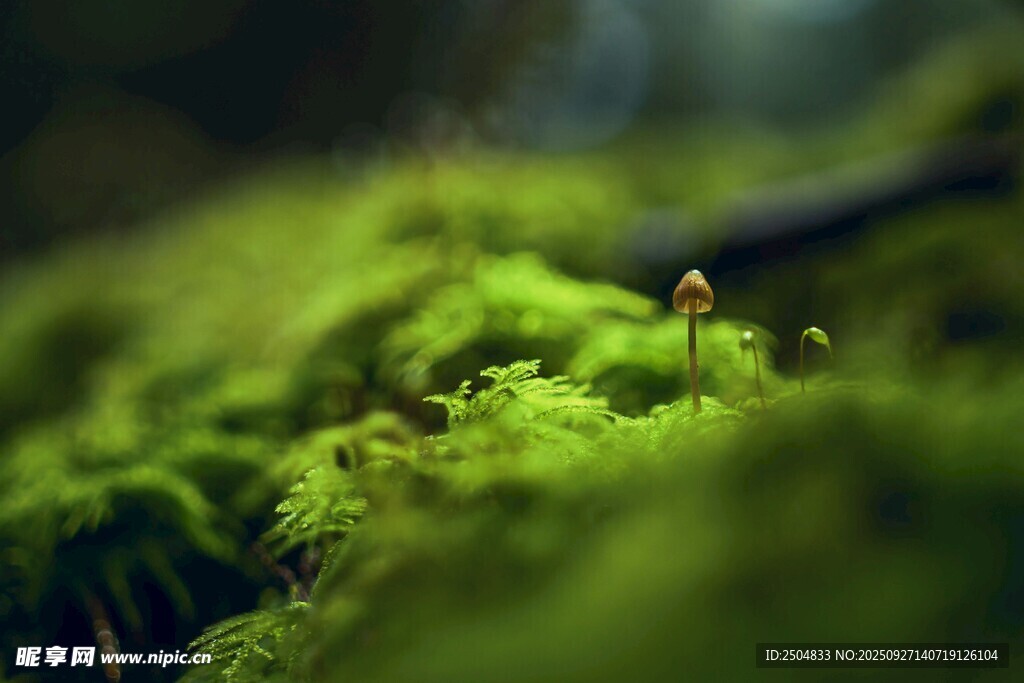 翠绿苔藓上的小蘑菇