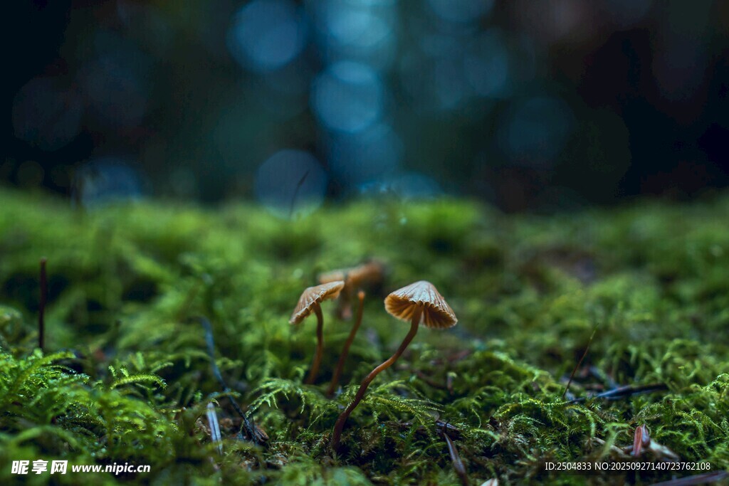 苔藓上的小蘑菇