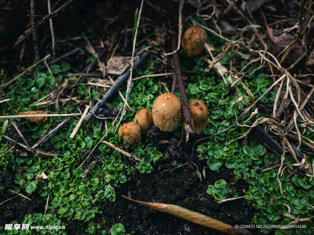地面上的橙色蘑菇与绿植