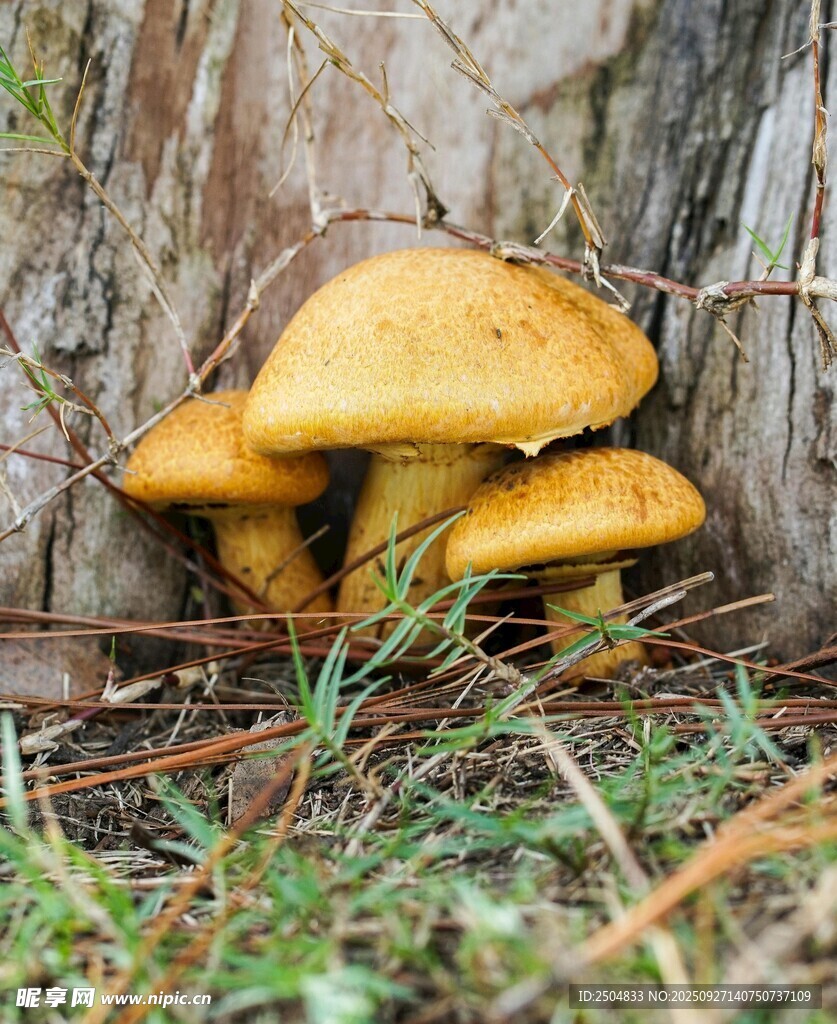 树下生长的黄色蘑菇