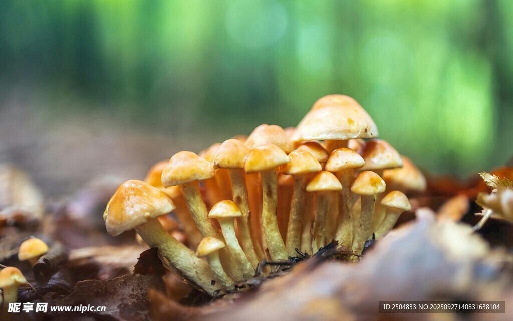 森林中簇拥的黄色小蘑菇