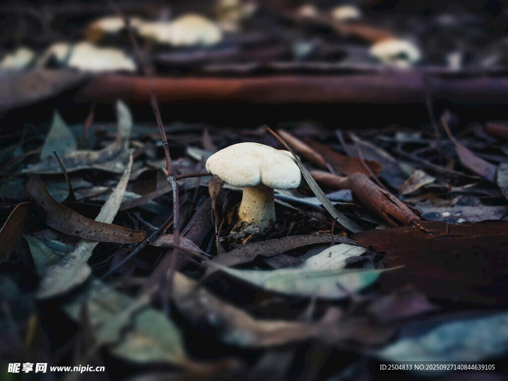 林间小蘑菇