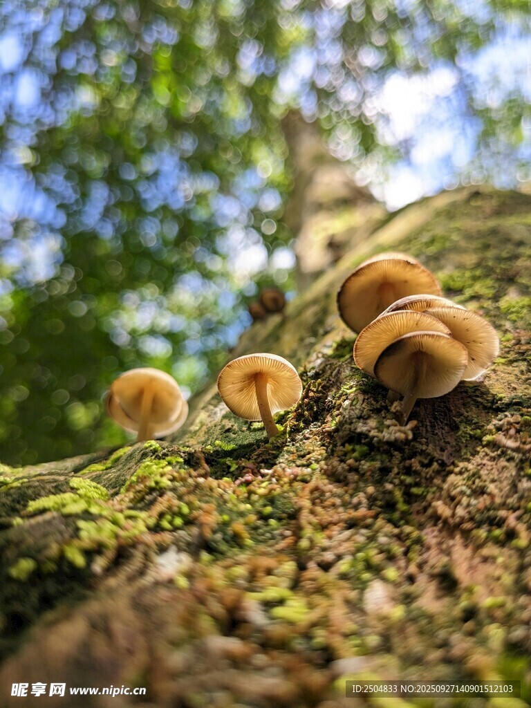 树干上生长的可爱小蘑菇