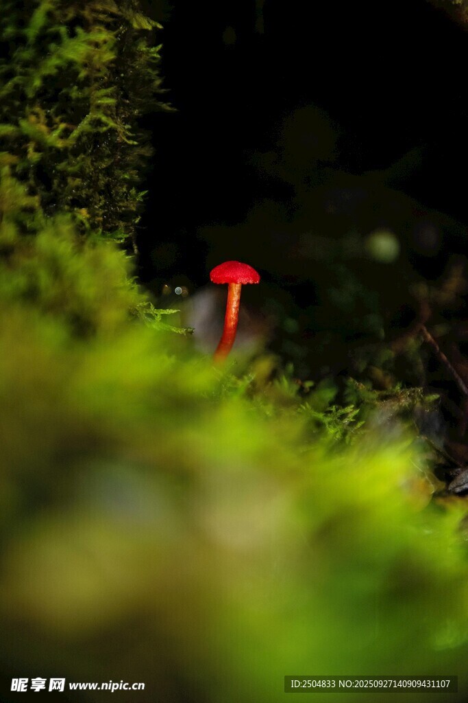 草丛中的红色蘑菇