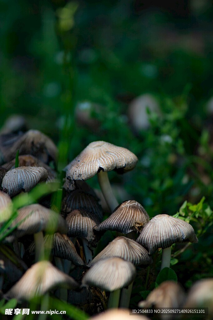 草丛中的蘑菇群