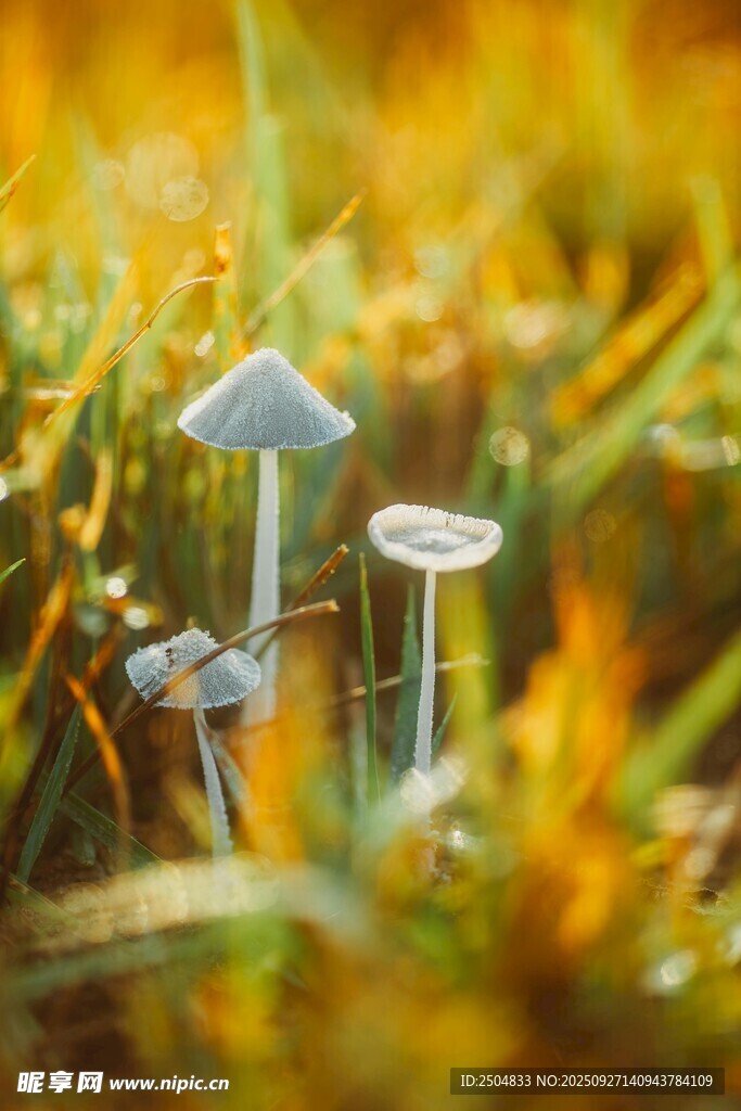 草丛中的小巧蘑菇