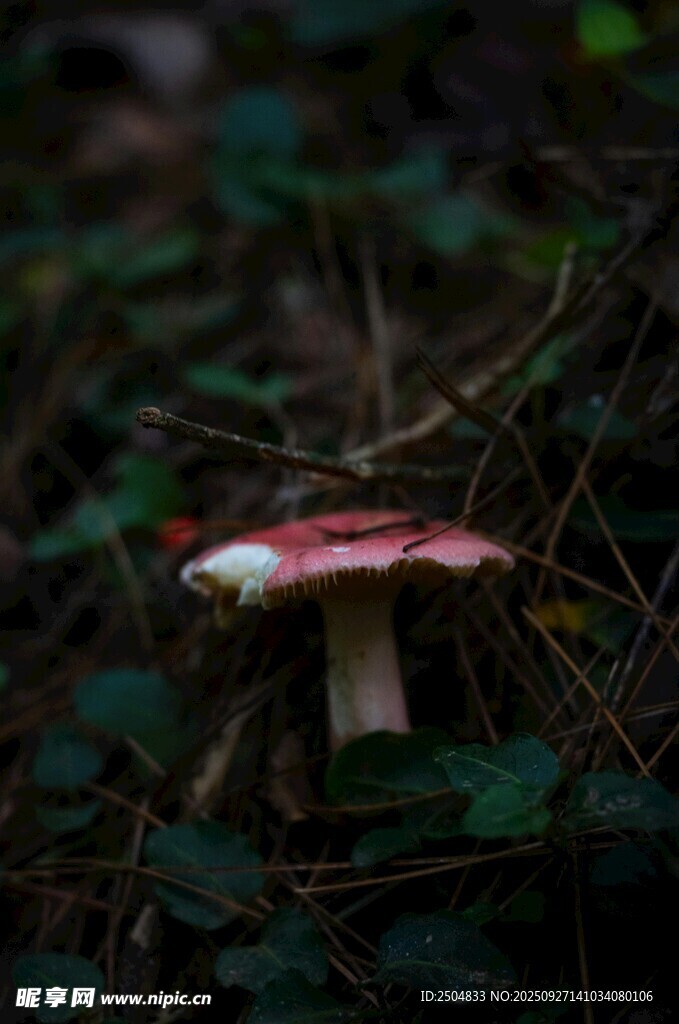 森林中的红色蘑菇