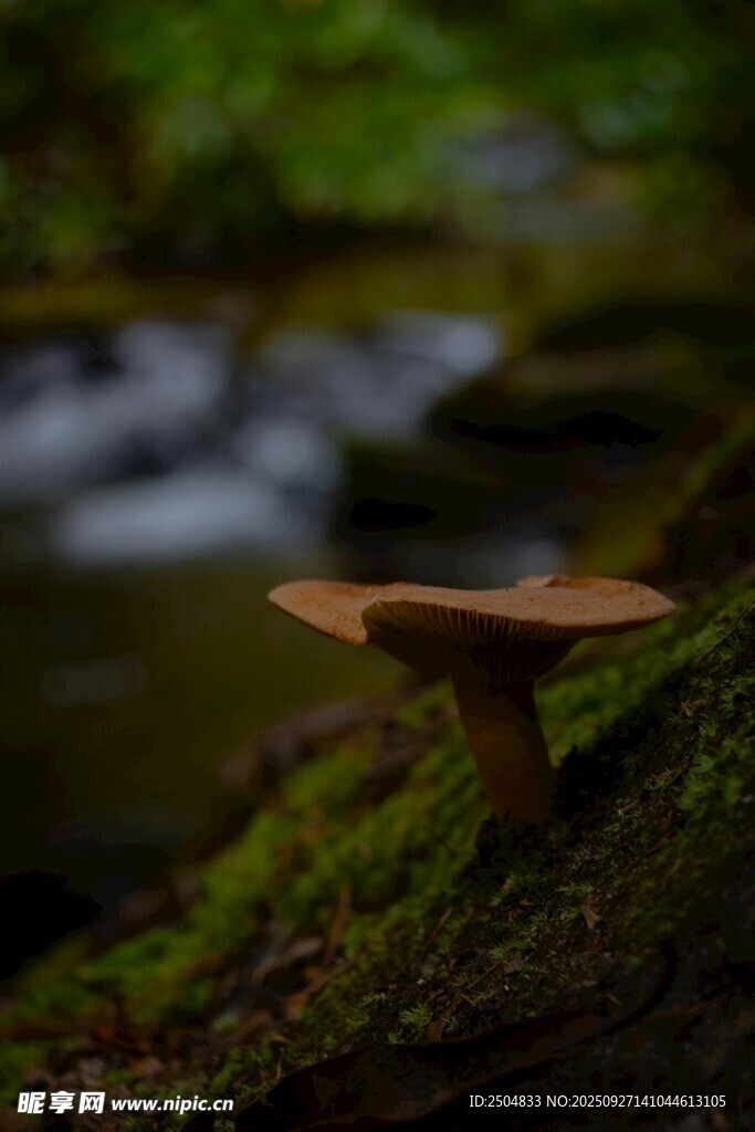 溪边青苔上的蘑菇
