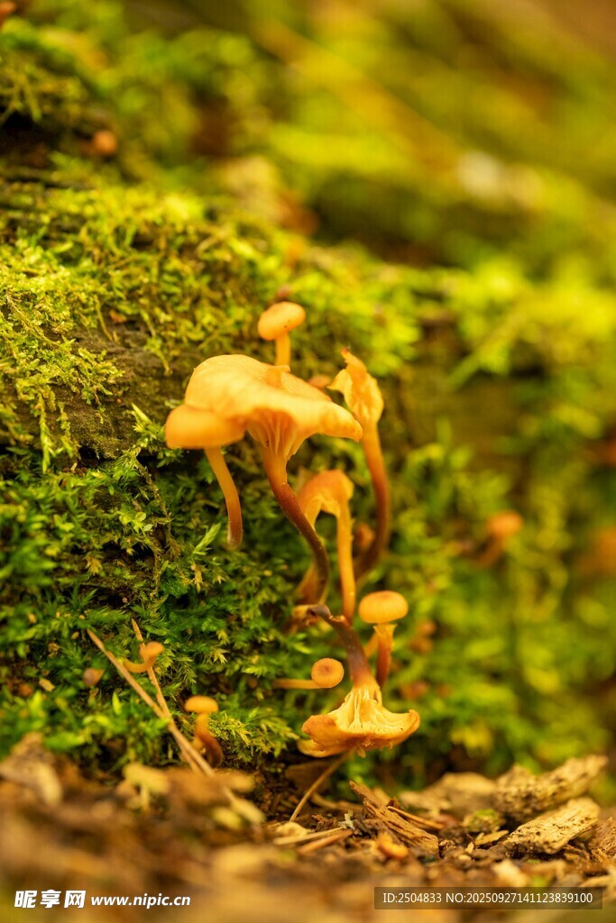 青苔上的橙色小蘑菇
