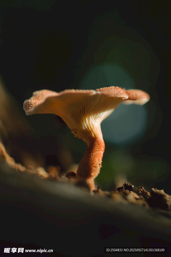 小巧蘑菇特写