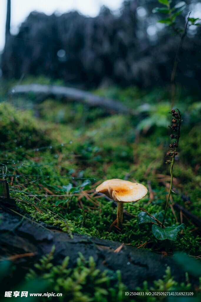 森林中生长的鲜艳小蘑菇