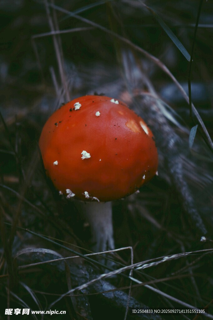 鲜红蘑菇绽于草丛间
