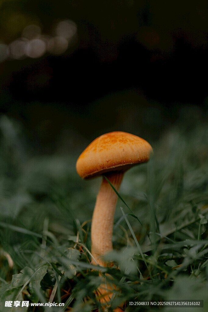 草地上的橙色小蘑菇