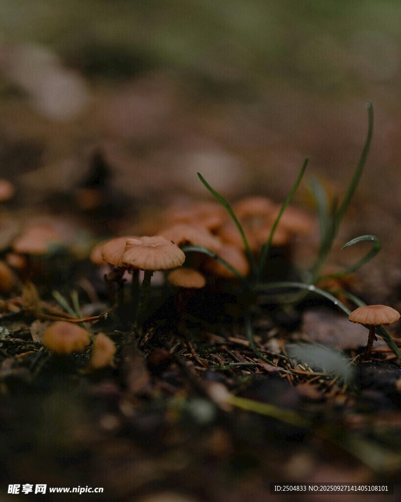 地面上的丛生小蘑菇