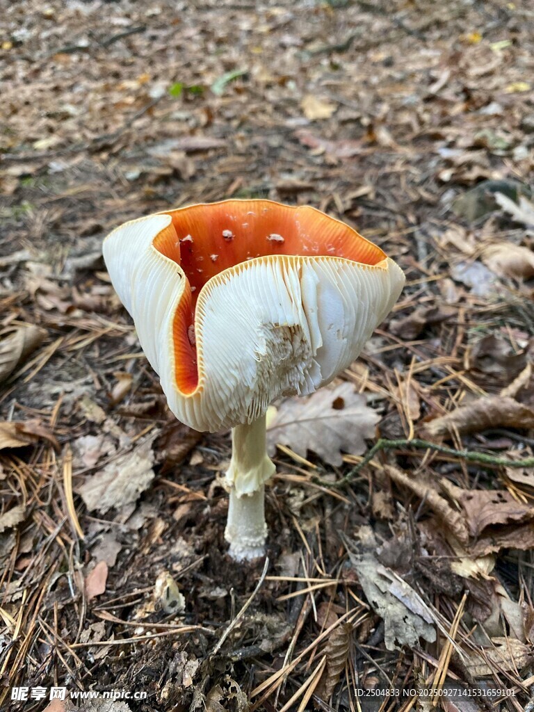森林中的橙白相间蘑菇
