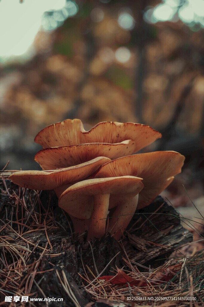 林间棕色蘑菇特写