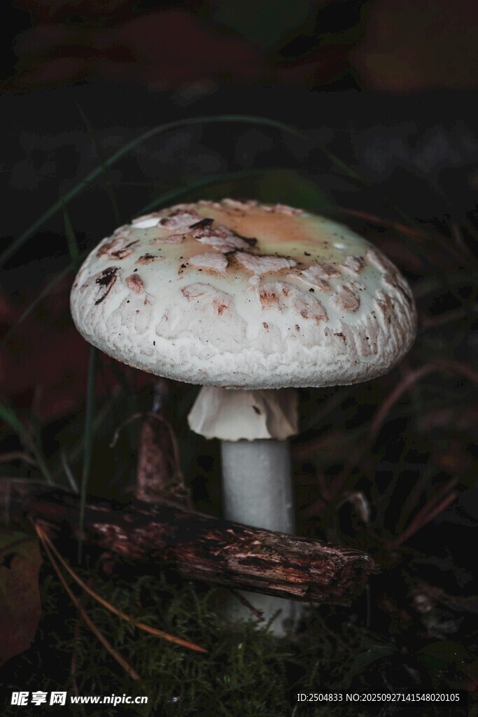 森林中的白色蘑菇