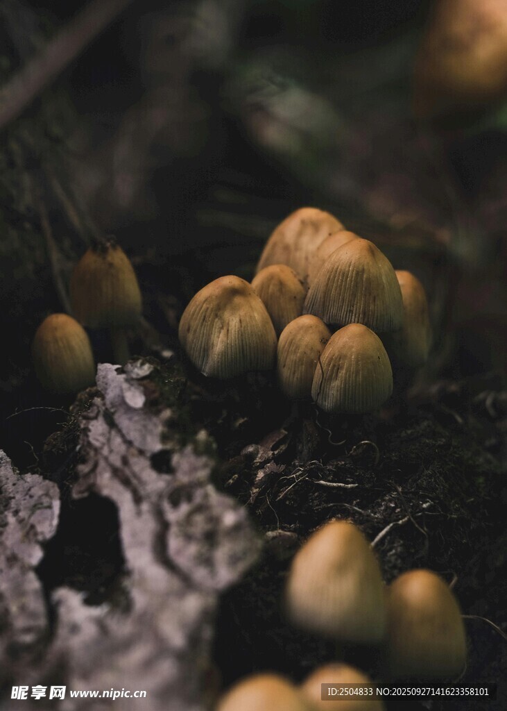 林间生长的簇簇小蘑菇