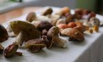 多样野生菌整齐摆放