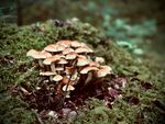 苔藓上的簇生蘑菇