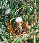 草丛中的白色小蘑菇