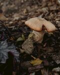 森林中生长的棕色蘑菇
