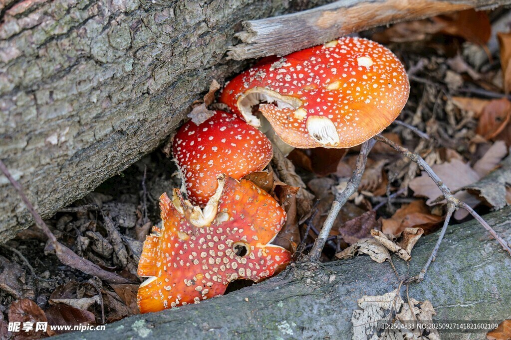 树下鲜艳带白点的橙红色蘑菇