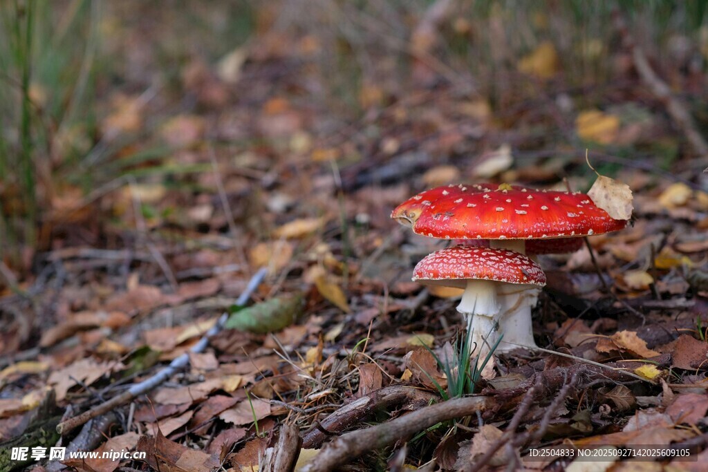 森林中的红色蘑菇