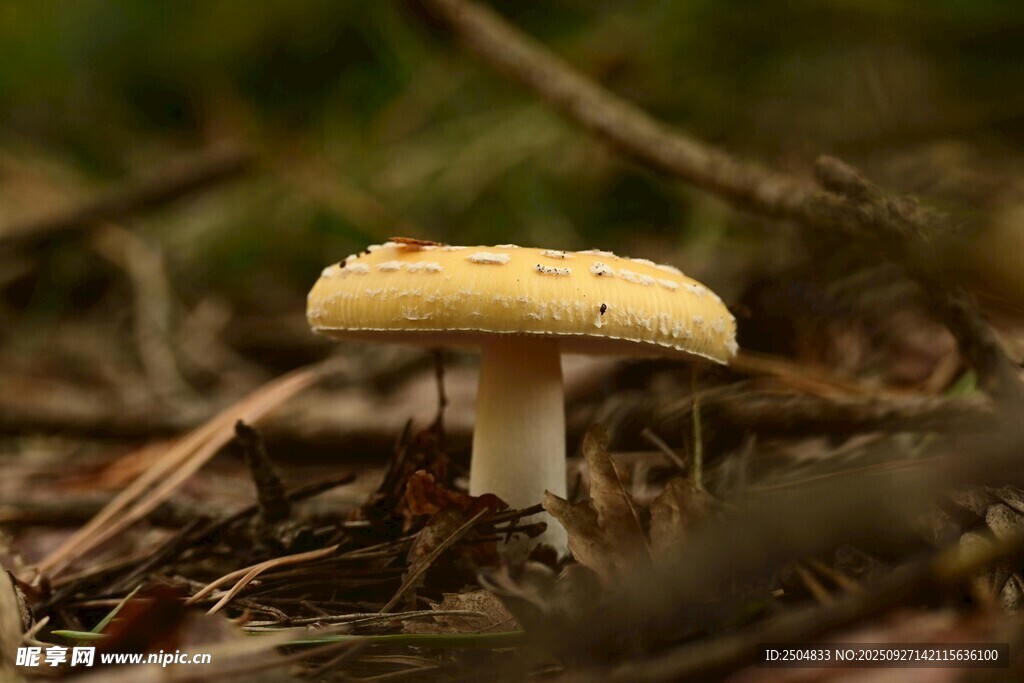 林间小蘑菇
